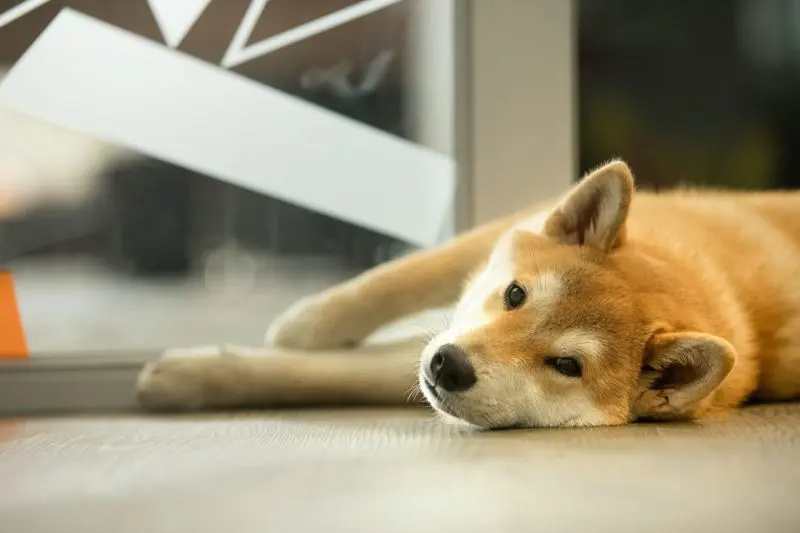 Shiba Inu Whales Shift Massive 2.21 Trillion Tokens During Price Rebound